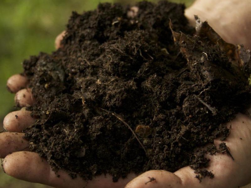 Ilustrasi: disnak.sumbarprov.go.id/