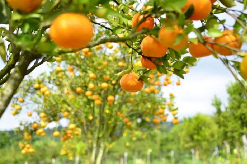 Ilustrasi: balitjestro.litbang.pertanian.go.id/