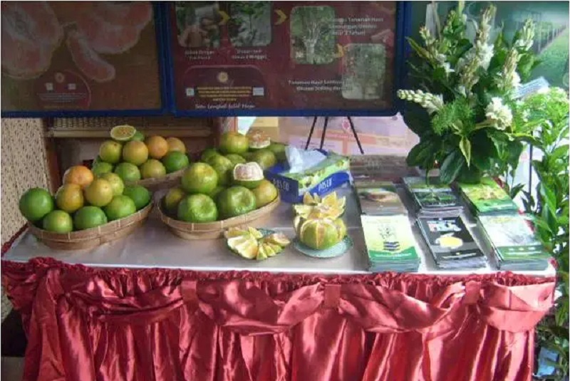 Ilustrasi: balitjestro.litbang.pertanian.go.id/