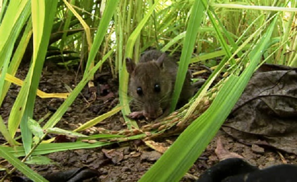 Foto dokumentasi pemkab Pati