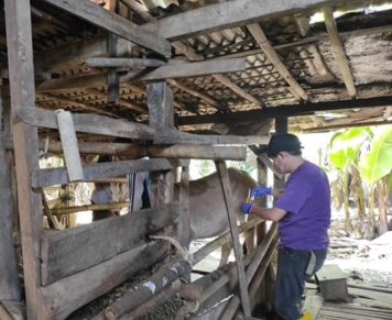 Pemkab Pemalang meminta peternak menjaga kebersihan kendang sebagai upaya mencegah penyakit LSD. Sumber foto: Instagram @dispertanpml