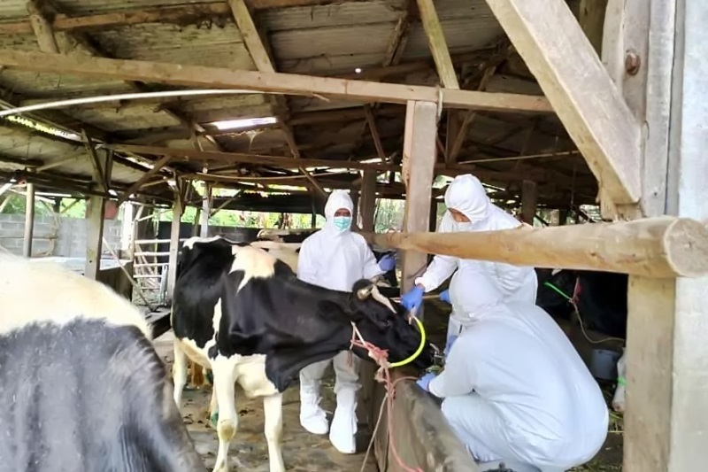 Ilustrasi. Vaksinasi hewan ternak yang sehat agar terhindar dari penyakit mulut dan kuku atau PMK berjalan lambat. Foto: kominfo.jatimprov.go.id/