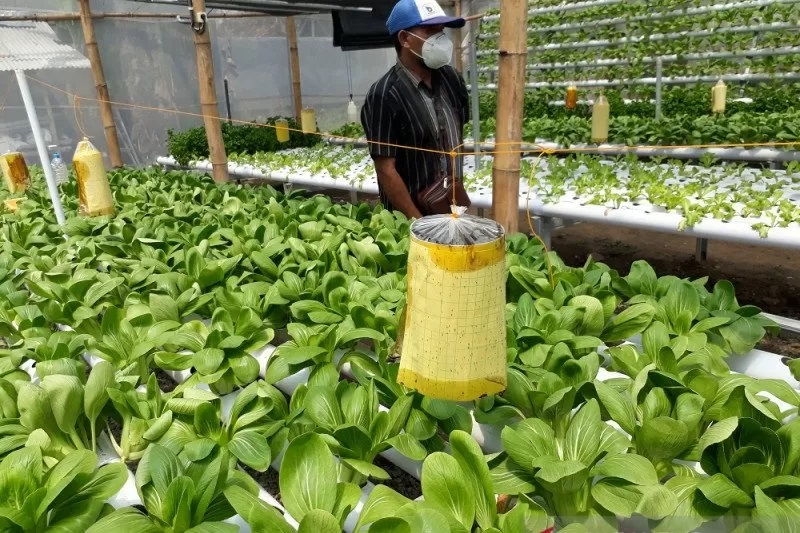  Warga melihat langsung budi daya sayuran hidroponik di Kota Kediri, Jawa Timur, Sabtu (20/3/2021). ANTARA Jatim/ Ach