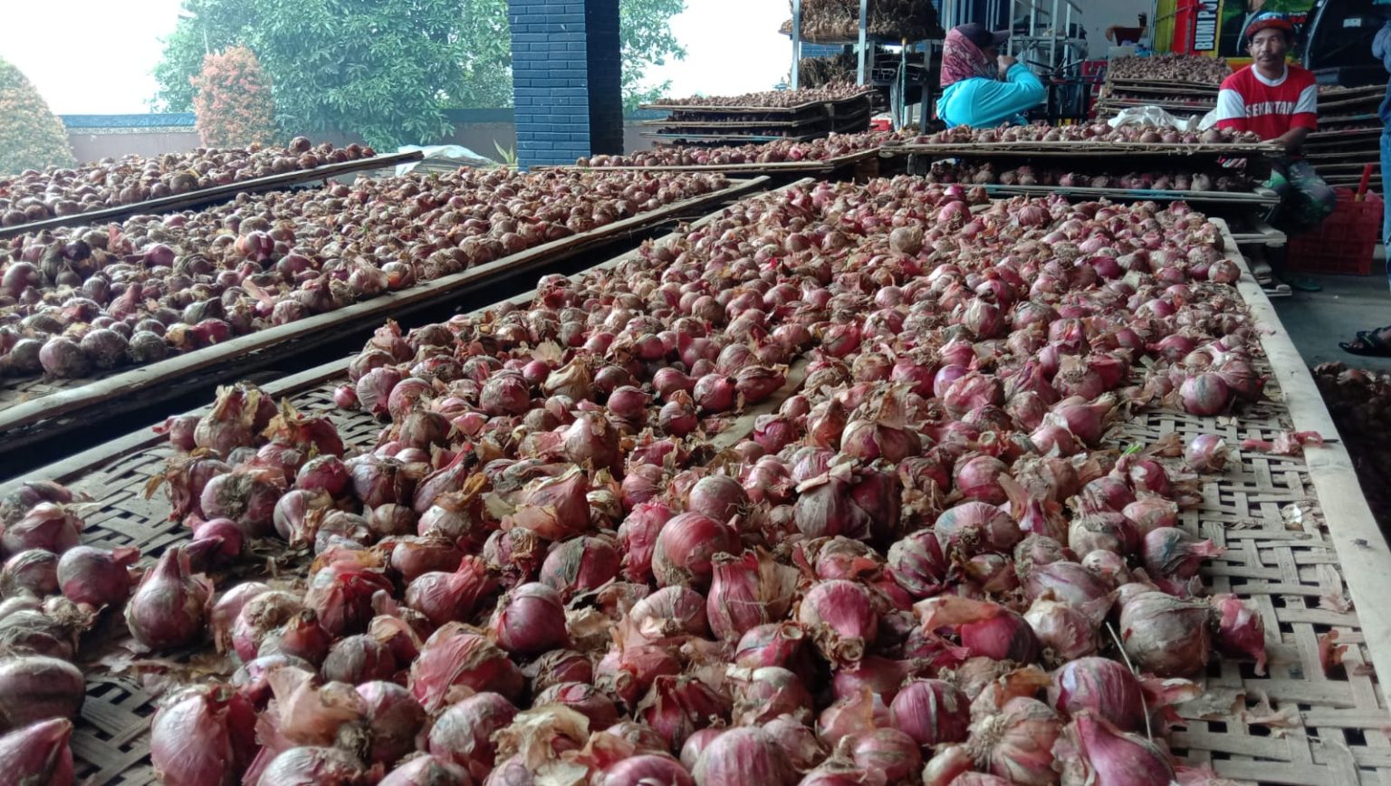 Bawang merah dari Temanggung dan Wonosobo. Foto: jatengprov.go.id