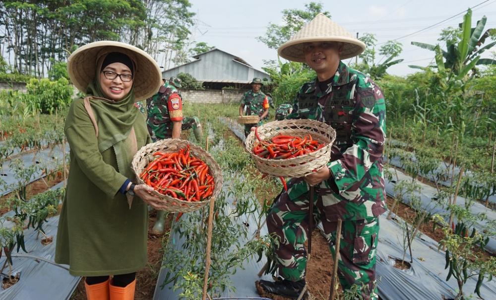Pj. Bupati dan Dandim Batang saat Panen Perdana Cabai di Desa Rowobelang. Foto: batangkab.go.id