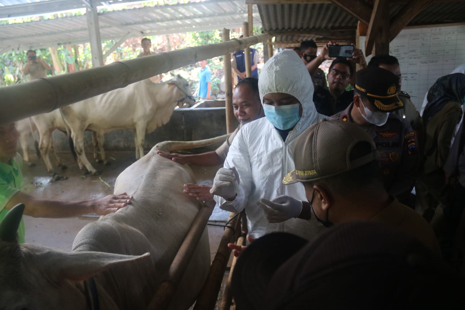 DKPP Kabupaten Jepara mulai intensifkan pemeriksaan hewan ternak jelang Iduladha. Sumber foto: jatengprov.go.id