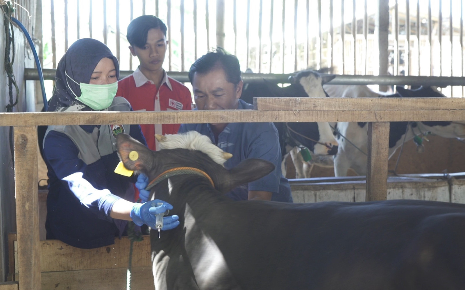 Petugas dari Kesehatan Hewan Disnakkan Boyolali melakukan vaksinasi ternak milik warga di Desa Banyuanyar, Kecamatan Ampel. Sumber foto: boyolali.go.id