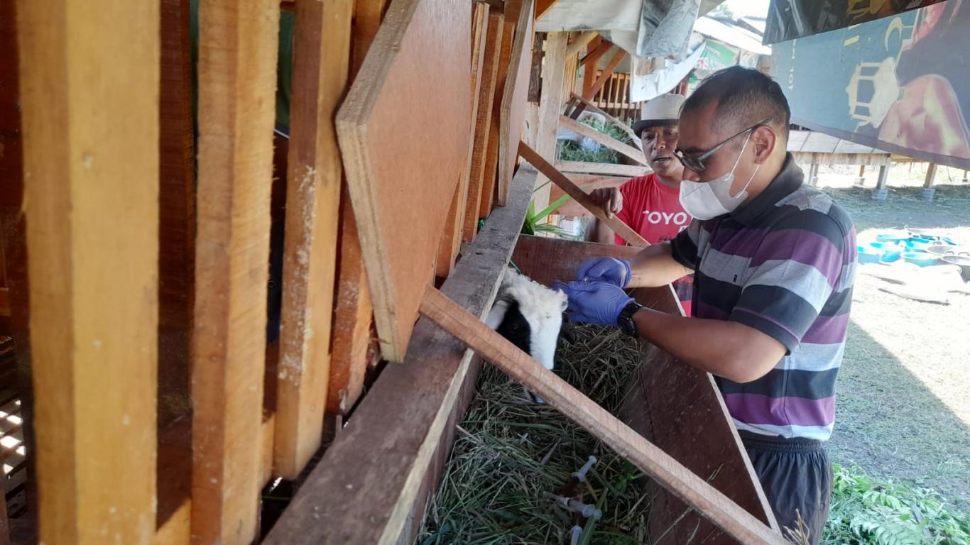 Puskeswan Cangkringan memvaksin kambing di kandang Dusun Sintokan. Foto: instagram @kalurahanwukirsari