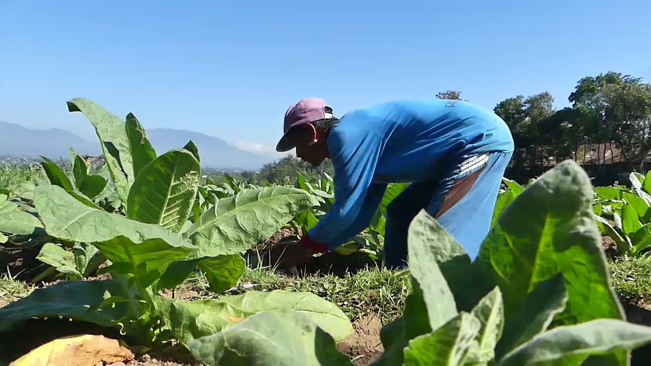 18.350 buruh tani dan sektor pertembakauan menerima BLT DBHCHT sebanyak Rp300.000 setiap bulan. Sumber foto: temanggungkab.go.id