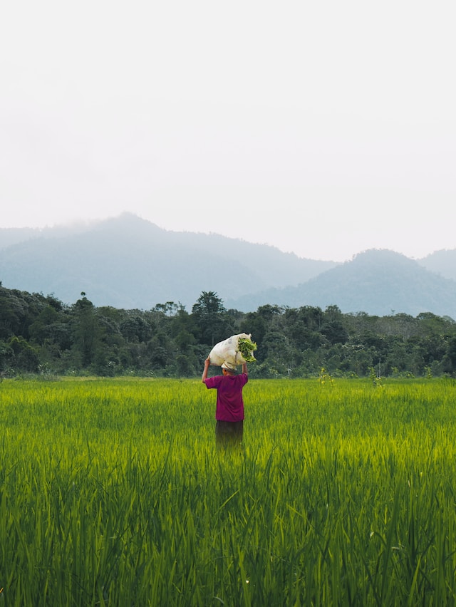 Ilustrasi pertanian. Foto: unsplash.com