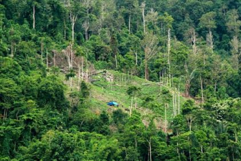 Hutan menjadi modal ekonomi hijau dan modal bagi masa depan Indonesia sesungguhnya. Foto: ANTARA FOTO/Aprilio Akbar
