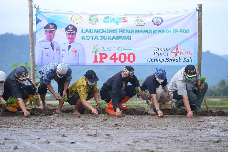 Pemkot Sukabumi dorong tanam padi IP400 demi ketahanan pangan. Foto Istimewa