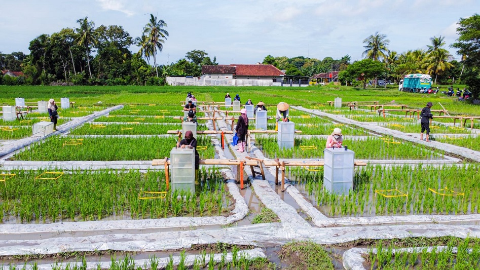 Banyuwangi Pelopor Ekosistem Beras Biofortifikasi "Sunwangi" dari Hulu ke Hilir